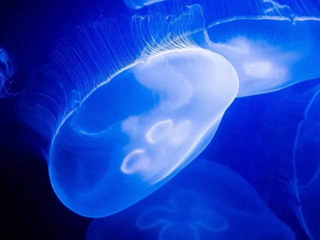 jellyfish artwork apofiss 1920x1080 wallpaper Art HD Wallpaper
